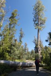 Tall eucalypt trees that logging protesters had occupied